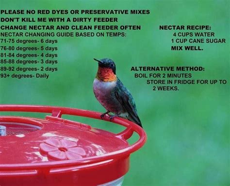 You are going to need to mix up the Hummingbird food in the kitchen, and carefully clean the feeders every 2-3 days at least, depending on the temperature and time of year. 70-84 degrees – Clean ... 